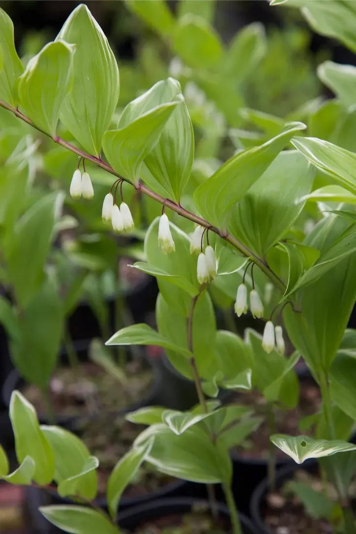 White Polygonatum Plant Seeds for Planting – NON GMO Seeds for planting in home garden