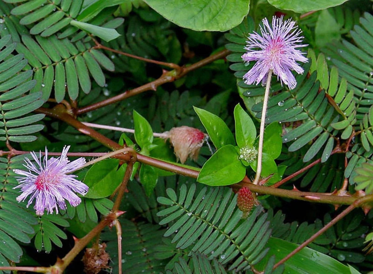 Mixed Schrankia Uncinata Plant Seeds for Planting - 100 pcs for planting in your garden.