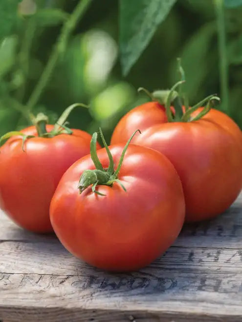 Tomato Seeds - Burpee's Big Boy