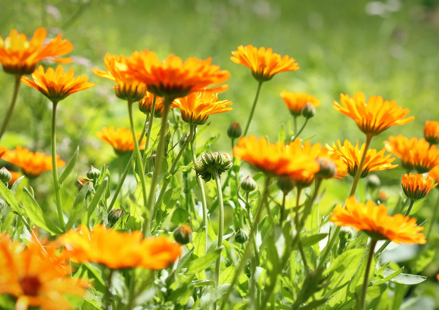 Calendula Seeds - Indian Prince