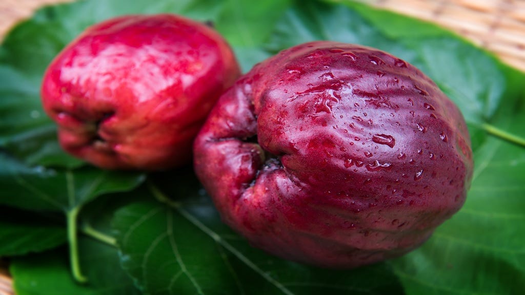 Otaheite Apple (Syzygium malaccense) Seeds