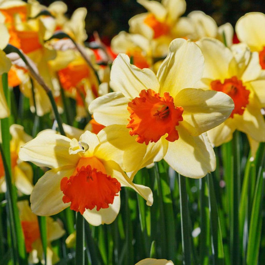 Narcissus Flower Seeds Light Yellow for Planting - 100 pcs for planting in your garden.