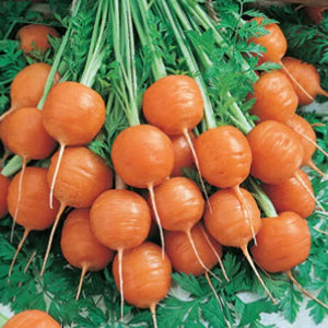 cut round carrots showing crisp, sweet interior

