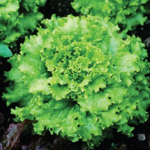 heirloom-non-gmo-fordhook-swiss-chard-seeds

