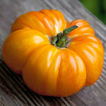 freshly harvested Copia tomatoes in rustic basket

