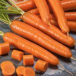 container-grown Bambina carrots with vibrant green tops

