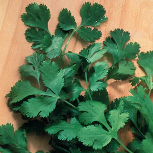 Culinary dishes garnished with fresh cilantro.

