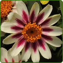 Zinnia BERRY TART MIX Fiery Vibrant Blooms Hummingbirds Butterflies Seeds – Heirloom, Non-GMO, High Germination Organic Garden Seeds