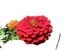 Zinnia BERRY TART MIX Fiery Vibrant Blooms Hummingbirds Butterflies Seeds – Heirloom, Non-GMO, High Germination Organic Garden Seeds
