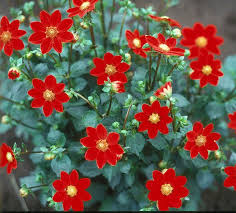 Baby Red Perennial Dahlia Seeds D009 – Heirloom, Non-GMO, High Germination Organic Garden Seeds