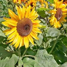 Peredovik Sunflower Seeds Black Oil Bird & Deer Attractor Genuine – Heirloom, Non-GMO, High Germination Organic Garden Seeds