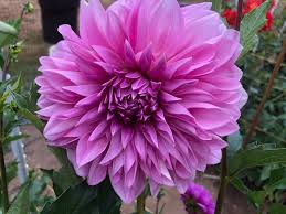 Big Blooms Collection Perennial Dahlia Seeds D018 – Heirloom, Non-GMO, High Germination Organic Garden Seeds