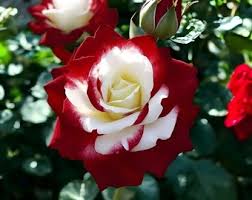 Orange White Perennial Flower Rose Seeds – Heirloom, Non-GMO, High Germination Organic Garden Seeds