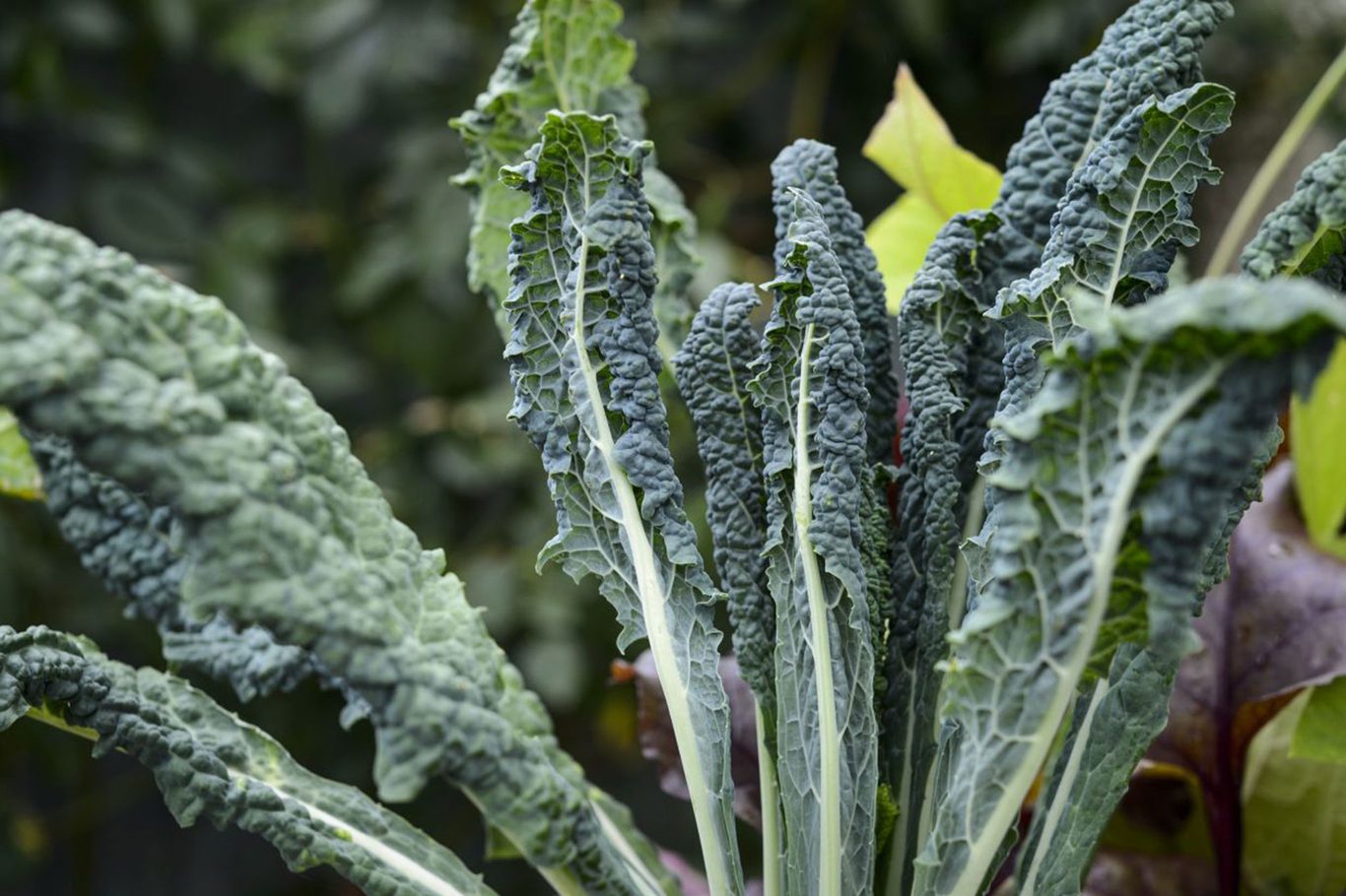 Kale Cavolo Nero Seeds for Planting