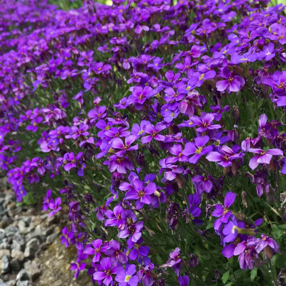 Aubrieta Cascade Purple Flower Seeds