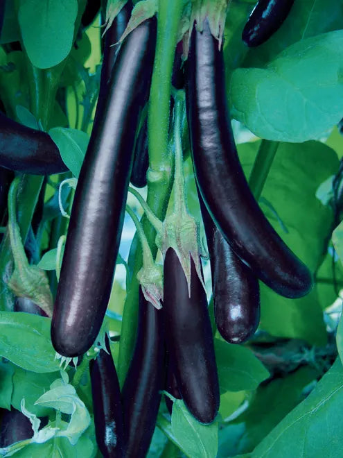 Eggplant Seeds (Organic) - Long Purple