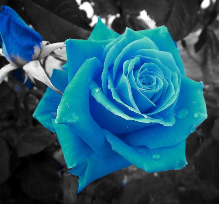 Rare Blau Rosa Chinensis Shrub Rose Flower Seeds