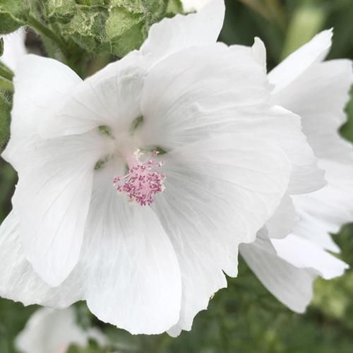 White Perfection with Pink Anthers Malva Flower Seeds – Pure White Blooms with Soft Pink Centers