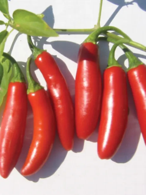 Hot Pepper Seeds - Serrano Tampiqueno