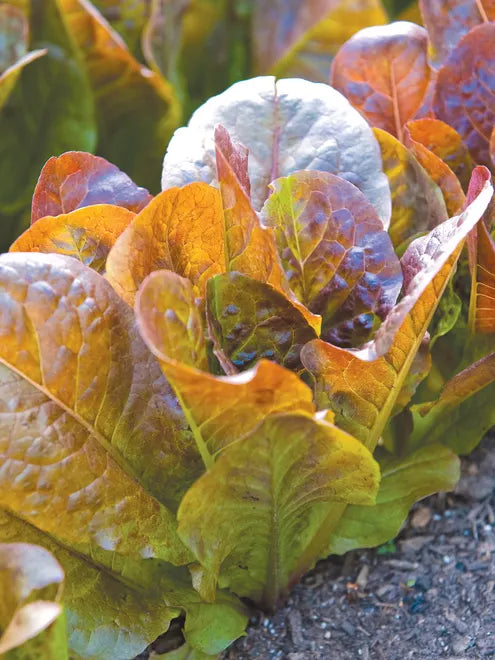 Lettuce Seeds - Marvel of Four Seasons