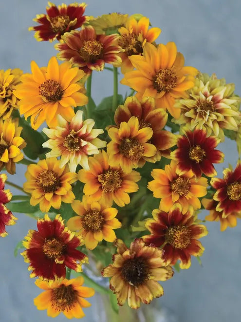 Zinnia Seeds - Old Mexico