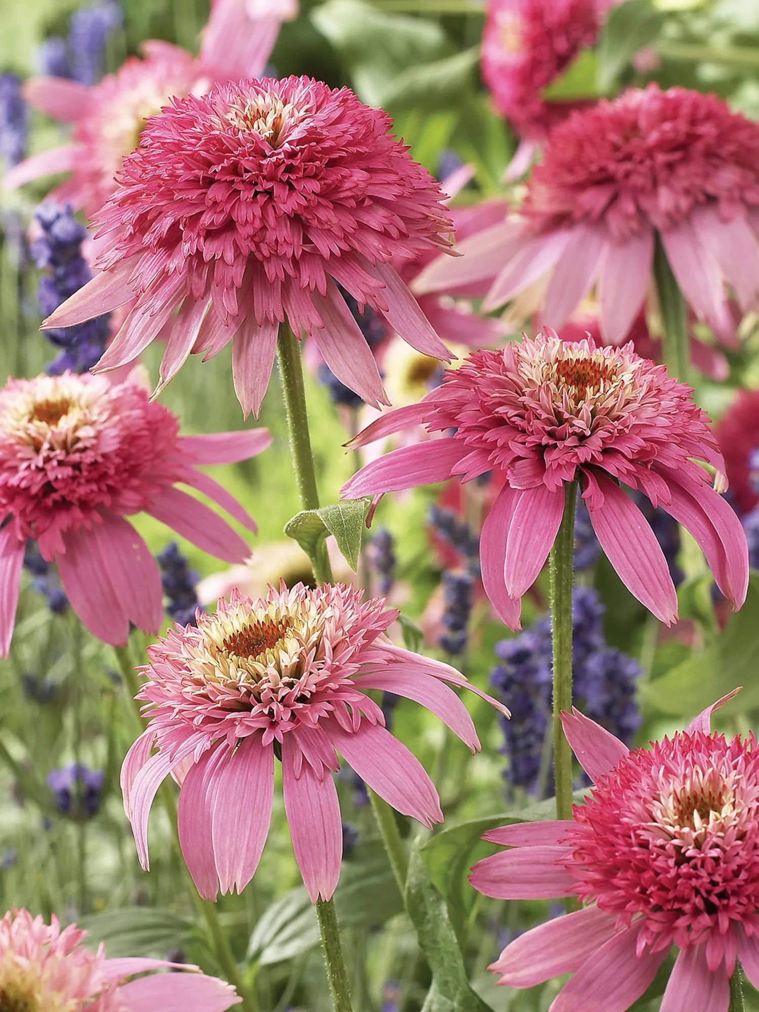 Echinacea Roots - Pink Double Delight