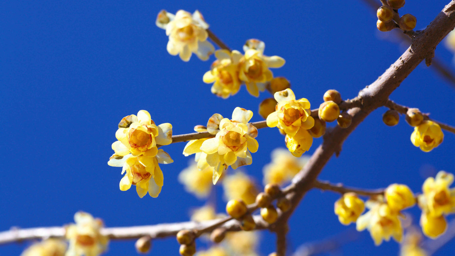 Chimonanthus Praecox Wintersweet Shrub