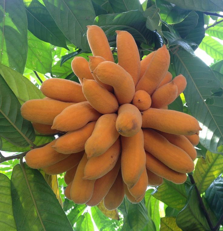 Uvaria Fruit (Uvaria spp.) – Exotic, Tangy, and Refreshing Tropical Fruit