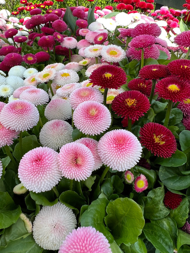 Margarita Roja Flower Seeds for Planting - 100