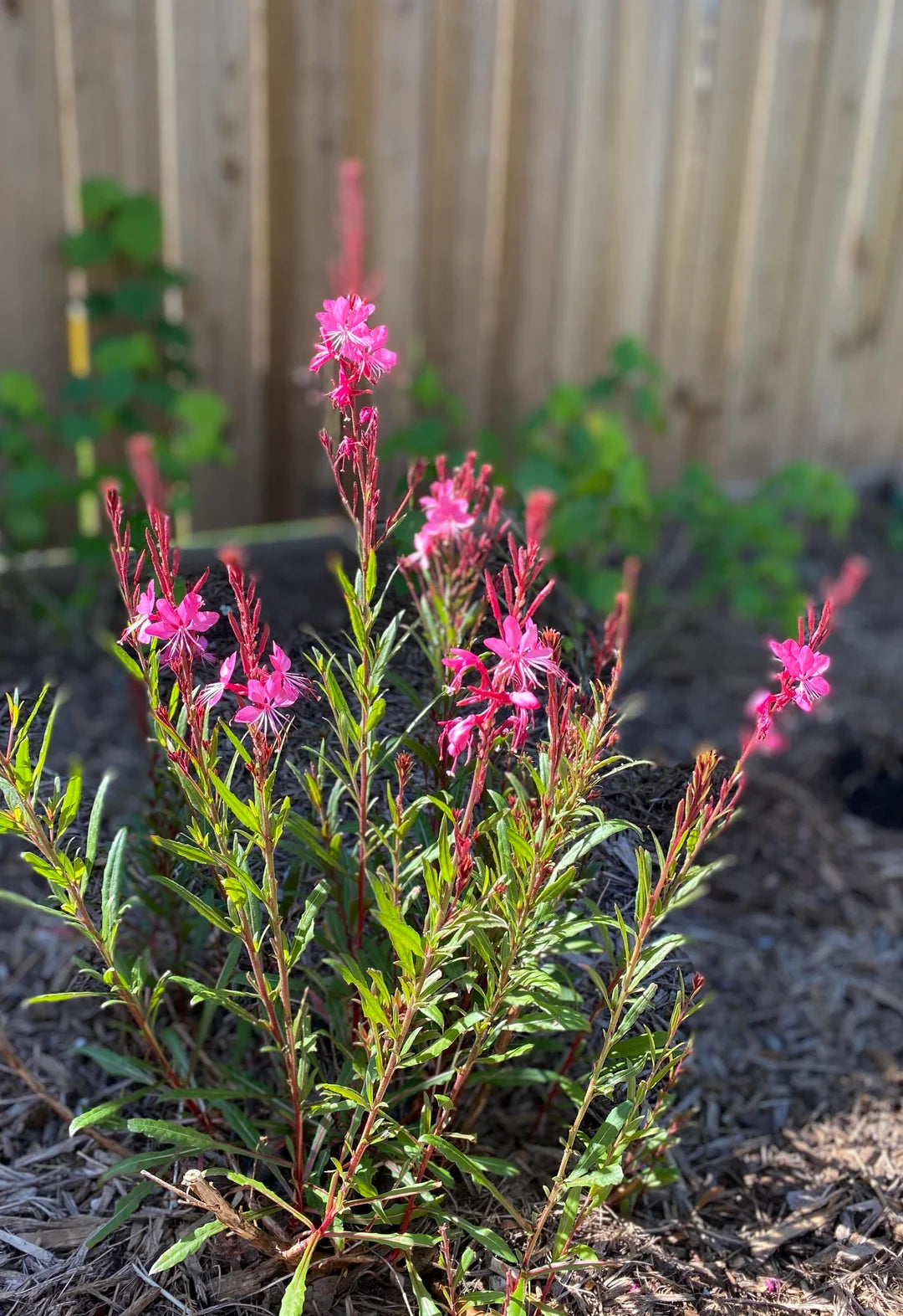 Gaura Dark Pink Belleza Seeds