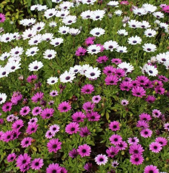 Osteospermum Flower Seeds Mixed Varieties, Heirloom Non-GMO Colorful Daisy Seeds for Planting