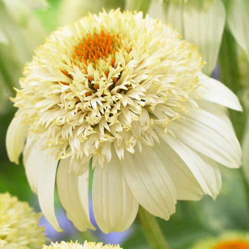 Echinacea Chrysanthemum Flowering Plant Seeds (White)