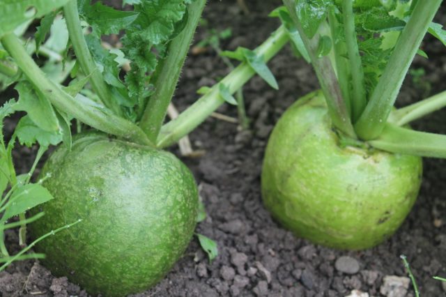 Radish Marhelanskaya Raphanus sativus vegetable seeds for planting in kitchen garden or home garden