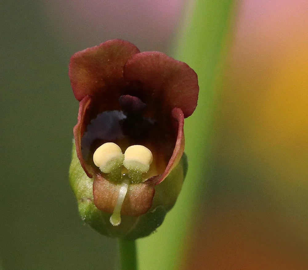 Burgundy Late Figwort Seeds – Deep-Hued Blooms with Long-Lasting Foliage Interest