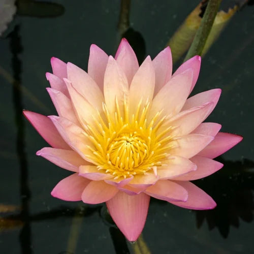 Tropical Sunset (Tropical Water Lilly)