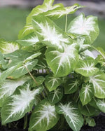 Caladium Flower Seeds – Green Foliage, Heirloom, Non-GMO Flower Seeds for Planting Dhara Seeds