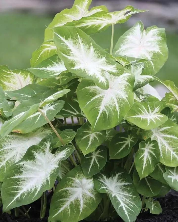 Caladium Flower Seeds – Green Foliage, Heirloom, Non-GMO Flower Seeds for Planting Dhara Seeds