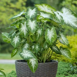 Caladium Flower Seeds – Green Foliage, Heirloom, Non-GMO Flower Seeds for Planting for planting in home garden