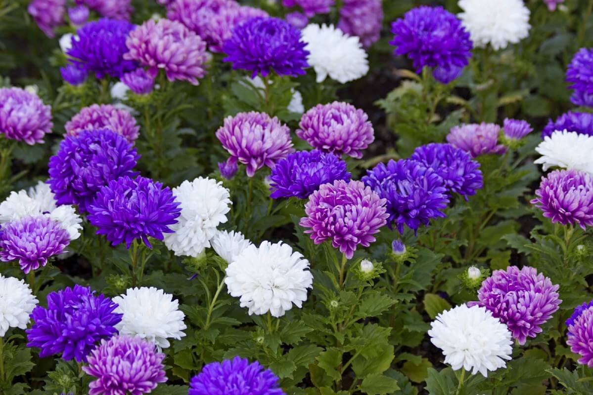 Aster Rainbow Chrysanthemum Perennial Flower Seeds for Garden