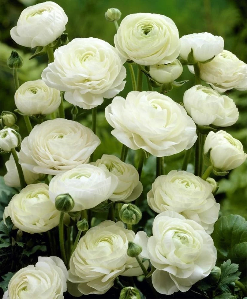 Ranunculus Seeds - White