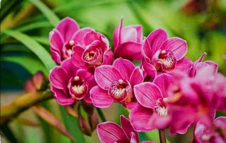 Heirloom Non-GMO Slipper Orchid Flower Seeds for Garden Planting – Rare Pink Bloom Variety