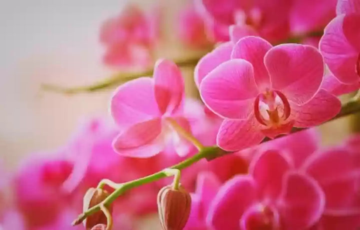 Pale Pink Phalaenopsis Orchid Seeds – Heirloom Non-GMO Flower Seeds for Planting