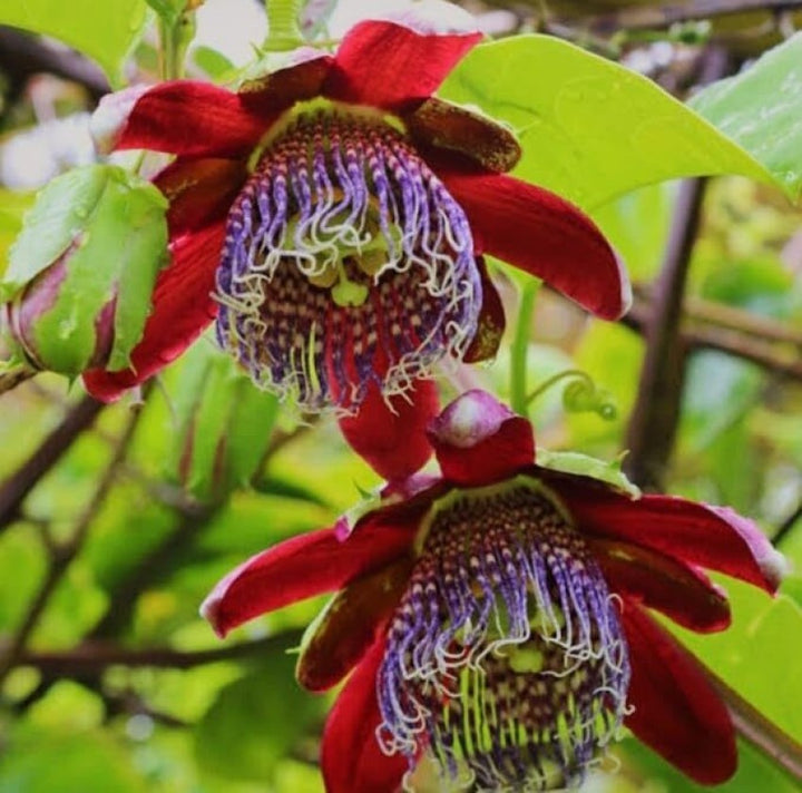 Organic Heirloom Red Passion Flower Seeds – Non-GMO Exotic Climbing Seeds for Planting