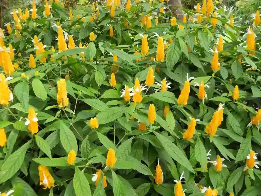 Pachystachys Lutea Plant Seeds for Planting, NON GMO Seeds Dhara Seeds