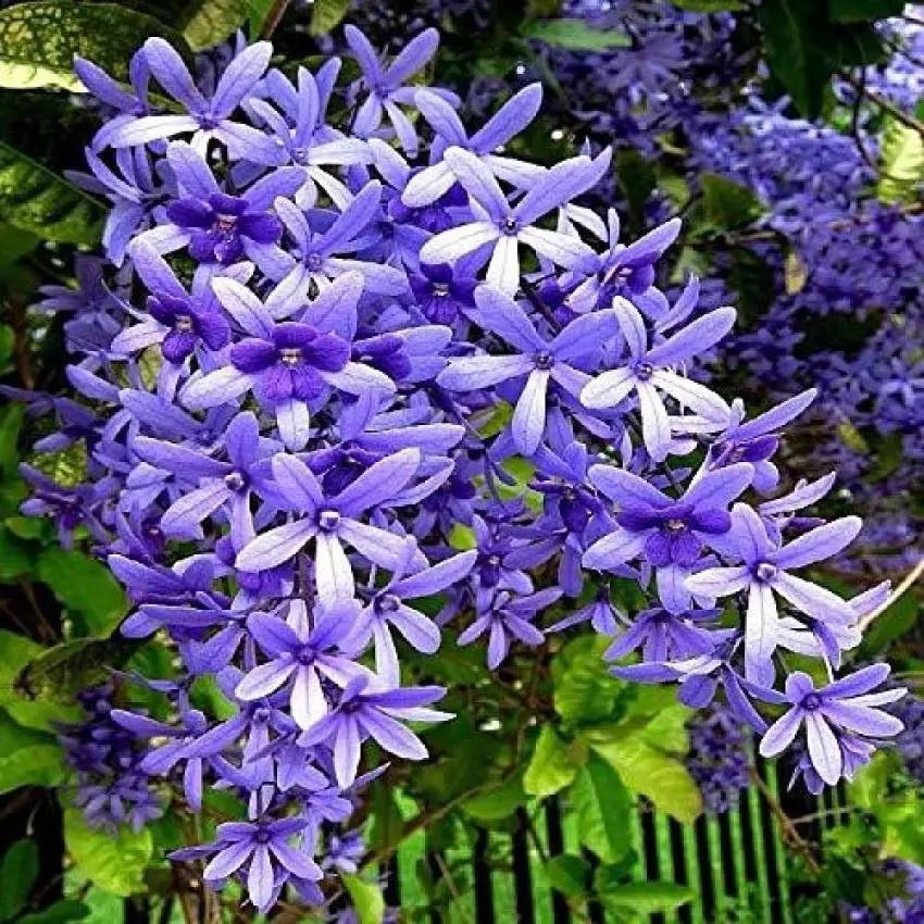 Purple Ivy Plant Seeds for Planting- NON GMO Seeds Dhara Seeds