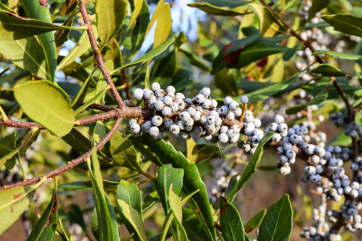 Green Wax Myrtle Seeds – Aromatic Evergreen Shrub-Heirloom & Non-GMO Seeds for planting – Fresh Herb for Your Garden