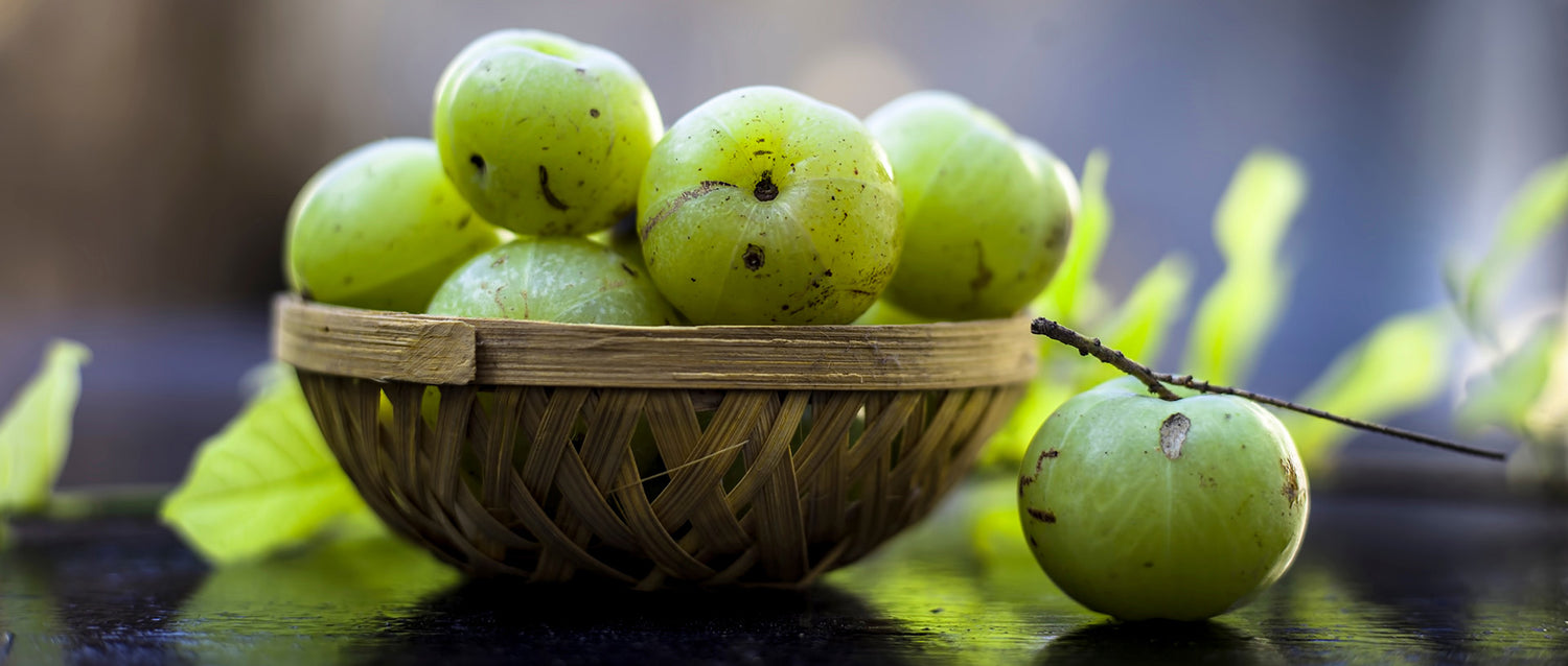 Amla Seeds (Phyllanthus emblica)