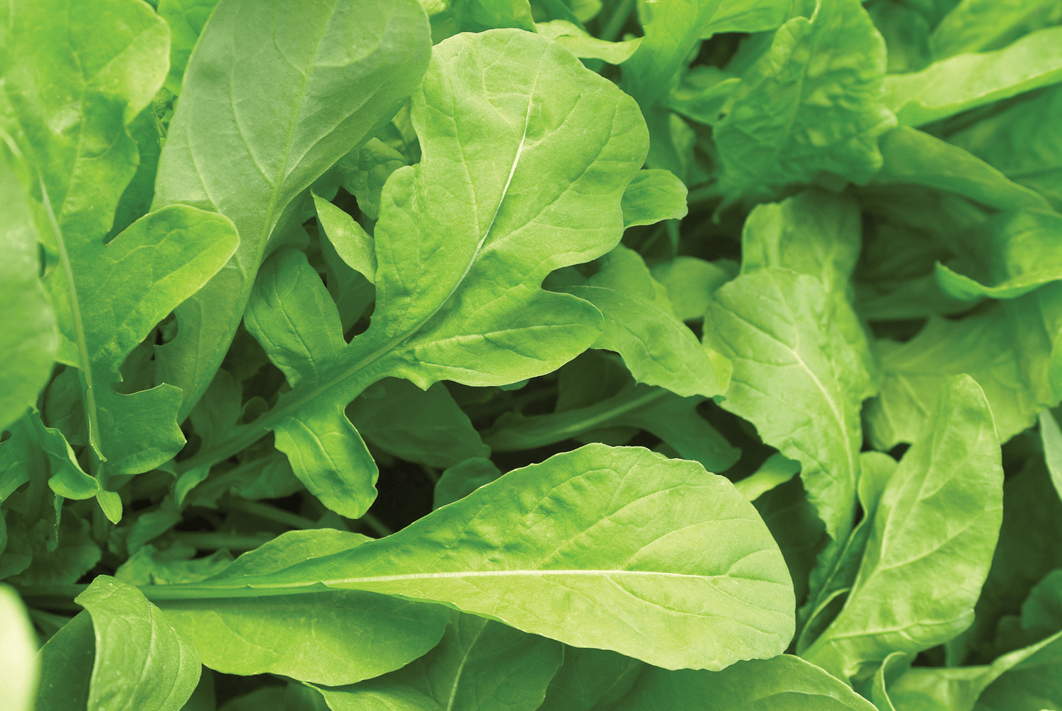 Astro Salad Arugula Seed