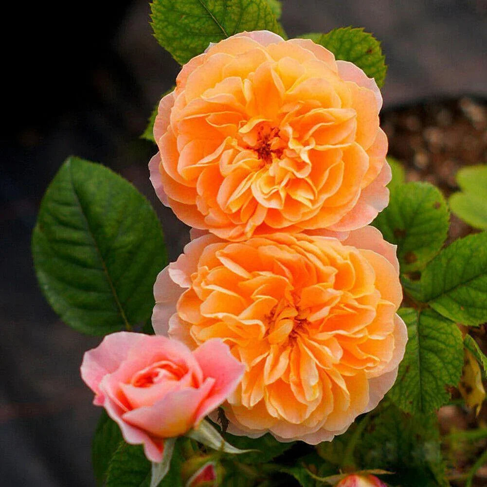 Climbing Rose Rosa Multiflora, Flowering Seeds For Planting