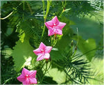 Pink Vinca Art Cypress Seeds or Creeper Flower Seeds for Planting - NON GMO Seeds for planting in home garden